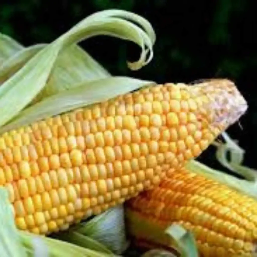 Cheesy Corn Rizz Lines